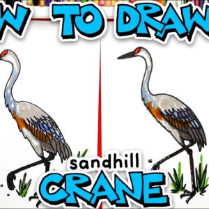 How To Draw A Sandhill Crane Bird