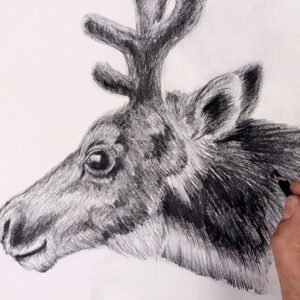 How To Draw Reindeer | Christmas Sketch Tutorial