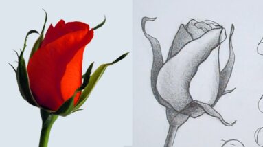 How to Draw FLOWERS using Basic SHAPES