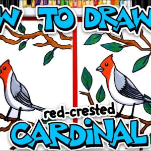 How To Draw A Red-Crested Cardinal